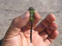 Dragonfly of the Pantanal 00a