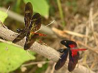 Dragonfly of the Pantanal 02