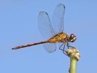 Dragonfly of the Pantanal 04