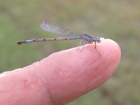 Dragonfly of the Pantanal 05