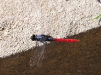 Dragonfly of the Pantanal 06