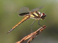 dragonfly 08