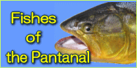 Fish in the Pantanal in the Pantanal Close-up
