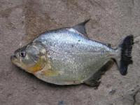 Piranha（small）