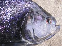 Piranha（black）, head