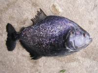 Piranha（black）