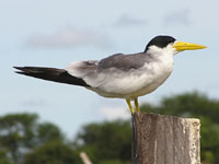 Large-billed Tern close-up