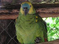Blue-fronted Amazon close-up