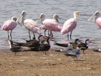 Goup of Roseate Spoonbill