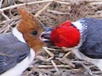 Red-crested Cardinal Family