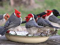 Red-crested Cardinal REJ`E