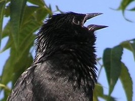 Chopi Blackbird close-up