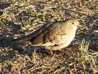 Picui Ground-dove close-up