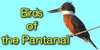 Birds in the Pantanal banner