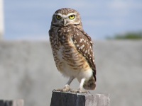 Burrowing Owl close-up