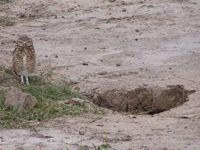 Burrowing Owl by the nest