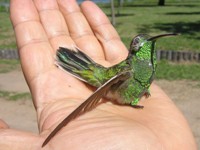 Dying Hummingbird close-up