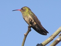 Glittering-bellied Emerald at rest (2)