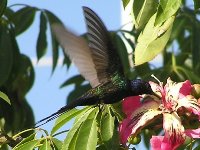 Swallow-tailed Hummingbird Close Up