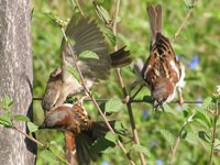 House Sparrows fighting
