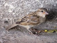 House Sparrow, female, Close Up