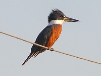 Ringed Kingfisher close-up