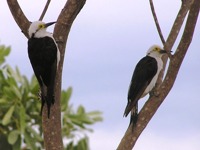 White Woodpeckers attack