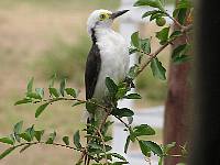 White Woodpecker VLccL