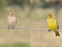 Grassland Yellow-Finch ZXWLmWR