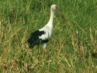 Maguari Stork close-up