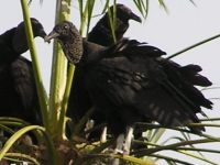Black vulture NRh