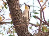 White-fronted Woodpecker Close Up