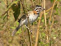 Rufous-collared Sparrow AJGVgh