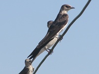Brown-chested Martins
