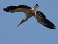 Wood Stork AJgLRE