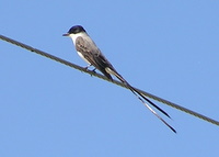 Fork-tailed Flycatcher close-up