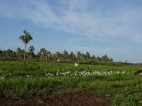 Landscape of the Pantanal 10