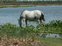 Landscape of the Pantanal 19