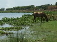 Landscape of the Pantanal 20
