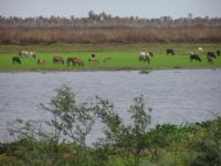 Landscape of the Pantanal 21