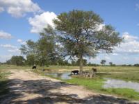 Landscape of the Pantanal 26