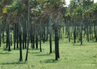 Landscape of the Pantanal 28