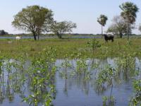 Landscape of the Pantanal 31