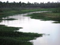 Landscape of the Pantanal 33