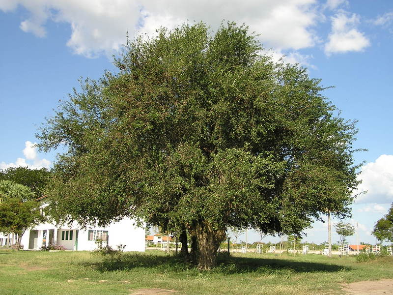 土地本来の樹木：ハトバ