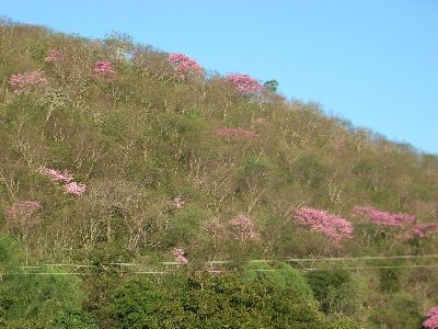 山に咲くピンクラパーチョ